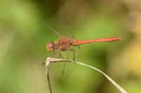 Sympetrum meridionale