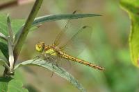 Sympetrum depressiusculum