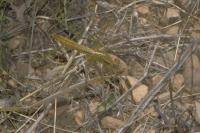 Crocothemis erythraea