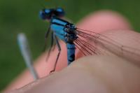 Enallagma cyathigerum