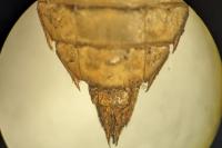 Somatochlora metallica