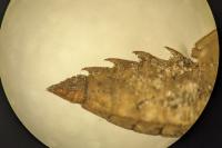 Somatochlora metallica