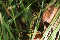 Aeshna cyanea