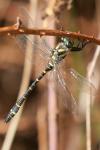 Cordulegaster boltonii boltonii