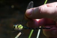 Aeshna cyanea
