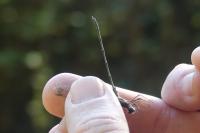 Chalcolestes viridis