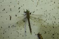 Anax parthenope
