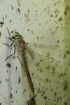 Anax parthenope