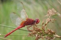 Crocothemis erythraea