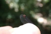 Chalcolestes viridis