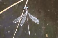 Lestes dryas