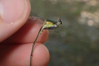 Chalcolestes viridis