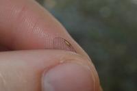 Chalcolestes viridis