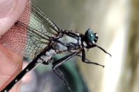 Onychogomphus uncatus