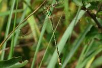 Lestes barbarus