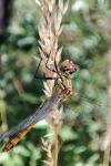 Sympetrum sanguineum