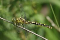 Onychogomphus forcipatus