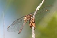 Orthetrum coerulescens