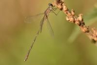 Chalcolestes viridis