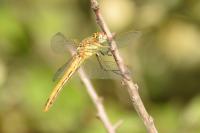 Sympetrum fonscolombii