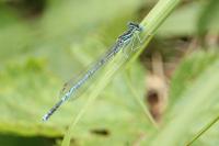 Platycnemis pennipes