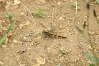Orthetrum cancellatum