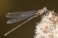 Chalcolestes viridis