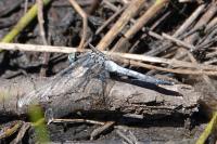 Orthetrum albistylum