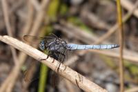 Orthetrum coerulescens