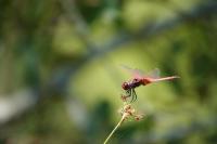 Trithemis annulata