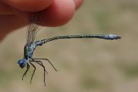 Lestes dryas