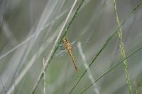 Sympetrum meridionale