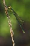 Lestes virens vestalis