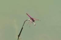 Trithemis annulata
