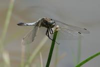 Orthetrum cancellatum