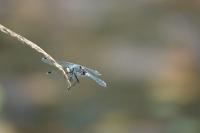 Leucorrhinia albifrons