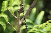 Cordulegaster bidentata