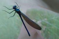 Calopteryx virgo