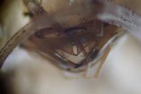 Chalcolestes viridis