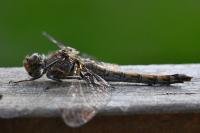 Sympetrum striolatum