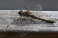 Sympetrum striolatum