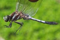 Orthetrum albistylum