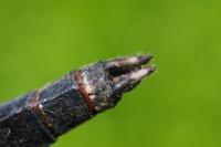 Orthetrum albistylum