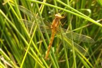 Orthetrum coerulescens
