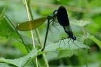 Calopteryx splendens