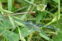Platycnemis pennipes