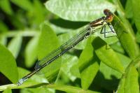 Erythromma viridulum