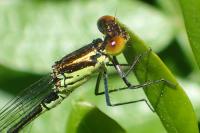 Erythromma viridulum