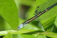 Erythromma viridulum