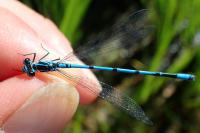 Coenagrion puella